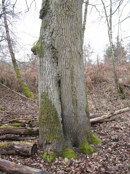 2007-03-Reconnaissance des arbres